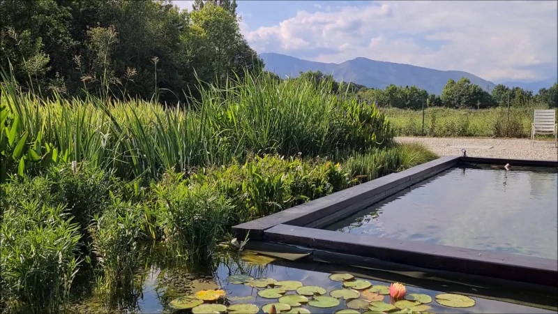 biopiscina piante acquatiche